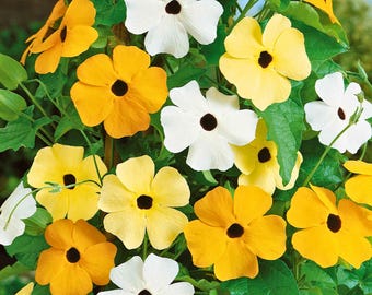 200個のつるミックスルドベキア種子、ミックスブラックアイドスーザンの花、カラフルな夏の庭の花