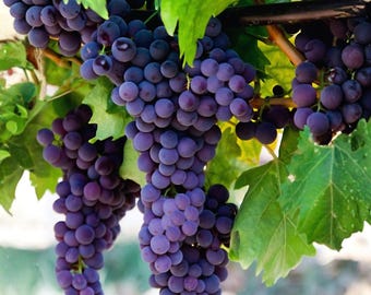 Purple Grape Seeds | Sweet Table Grapes, Home Garden (~30 Seeds)