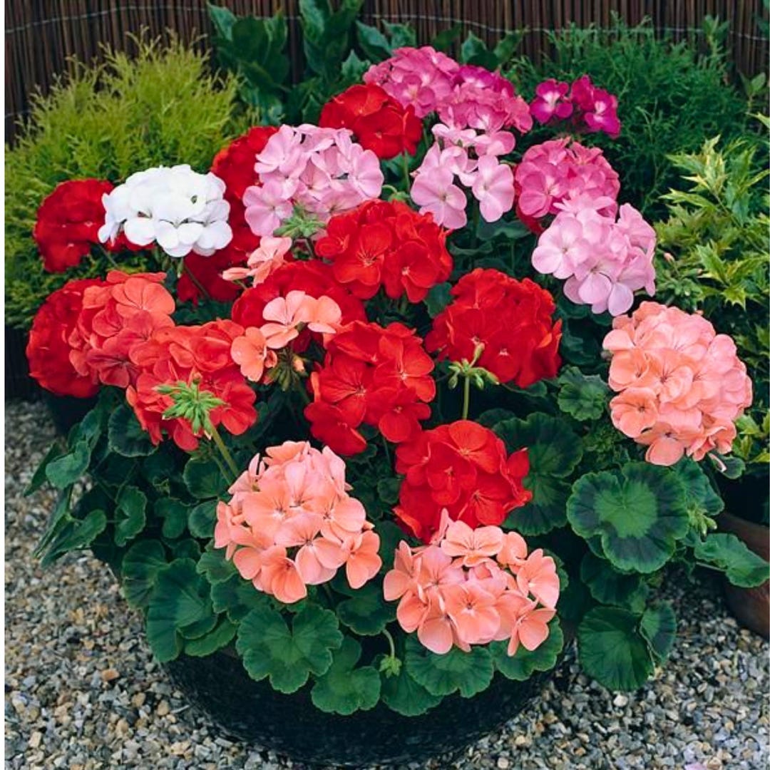 25 Maverick Mix Geranium Seeds Colorful Garden Blooms Vibrant Annual ...