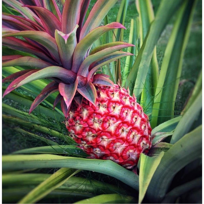 15 Red Spanish Pineapple Seeds Unique Tropical Fruit Plant Garden ...