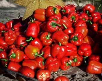 100 Heirloom Große rote Paprika Samen Großer süßer Capsicum annuum Garten