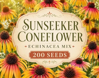 Graines d'échinacées Sunseeker : mélange d'échinacées, fleurs éclatantes ressemblant à des marguerites, jardin pour pollinisateurs (200 graines)