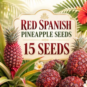 Semillas de piña roja española, 15 semillas de frutas tropicales, Ananas comosus, planta de piña exótica rara para macetas.