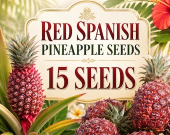 Red Spanish Pineapple Seeds, 15 Tropical Fruit Seeds, Ananas Comosus, Rare Exotic Pineapple Plant for Containers