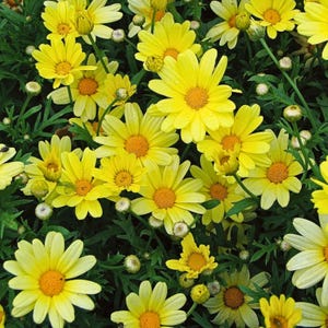 Könnte beinhalten: Nahaufnahme von leuchtend gelben Gänseblümchen mit leuchtend orangefarbenen Zentren und grünem Laub. Die Blumen stehen in voller Blüte, einige Knospen sind sichtbar. Das Bild zeigt ein natürliches, florales Thema.
