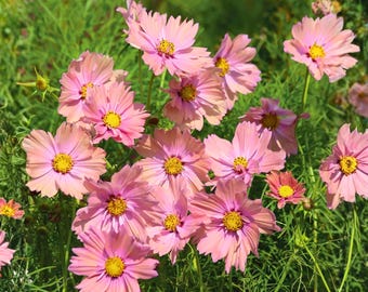 200 Apricotta Cosmos Seeds Soft Apricot-Pink Blooms Cut Flower Garden & Meadow Seeds for Planting