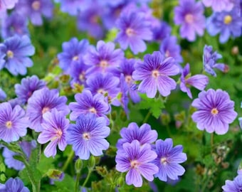 25 Rozanne Geranium Seeds Hardy Perennial Violet-Blue Blooms Long-Blooming Garden Flower Seeds for Planting