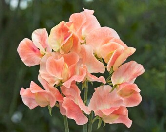 50 semillas de guisante de olor Yvette Ann, flores trepadoras aromáticas para enrejados, cercas y jardín.