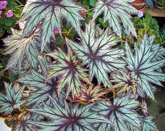 Blooms625 ベゴニア ルージュ バリエガタ ベゴニア ベゴニアの種子 30