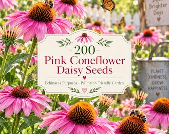 200 graines d'échinacée pourpre (Echinacea purpurea), fleur vivace de jardin mellifère