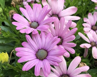 200 jasnofioletowych nasion stokrotki pospolitej Osteospermum, miękkie, lawendowe kwiaty stokrotki na wiosnę i lato