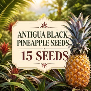 Sementes de Abacaxi Preto de Antigua, Planta Frutífera Tropical Rara do Caribe (15 Sementes)