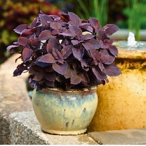 Puede incluir: Una planta de coleo con hojas de color púrpura oscuro. La planta está en una maceta redonda de cerámica esmaltada con una combinación de colores verde claro y amarillo. La maceta está sobre una superficie de piedra, con un fondo borroso de una fuente y otras plantas.