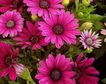 200 nasion stokrotki pospolitej w kolorze magenta, żywe kwiaty osteospermum, łatwe w uprawie nasiona kwiatów ogrodowych do sadzenia