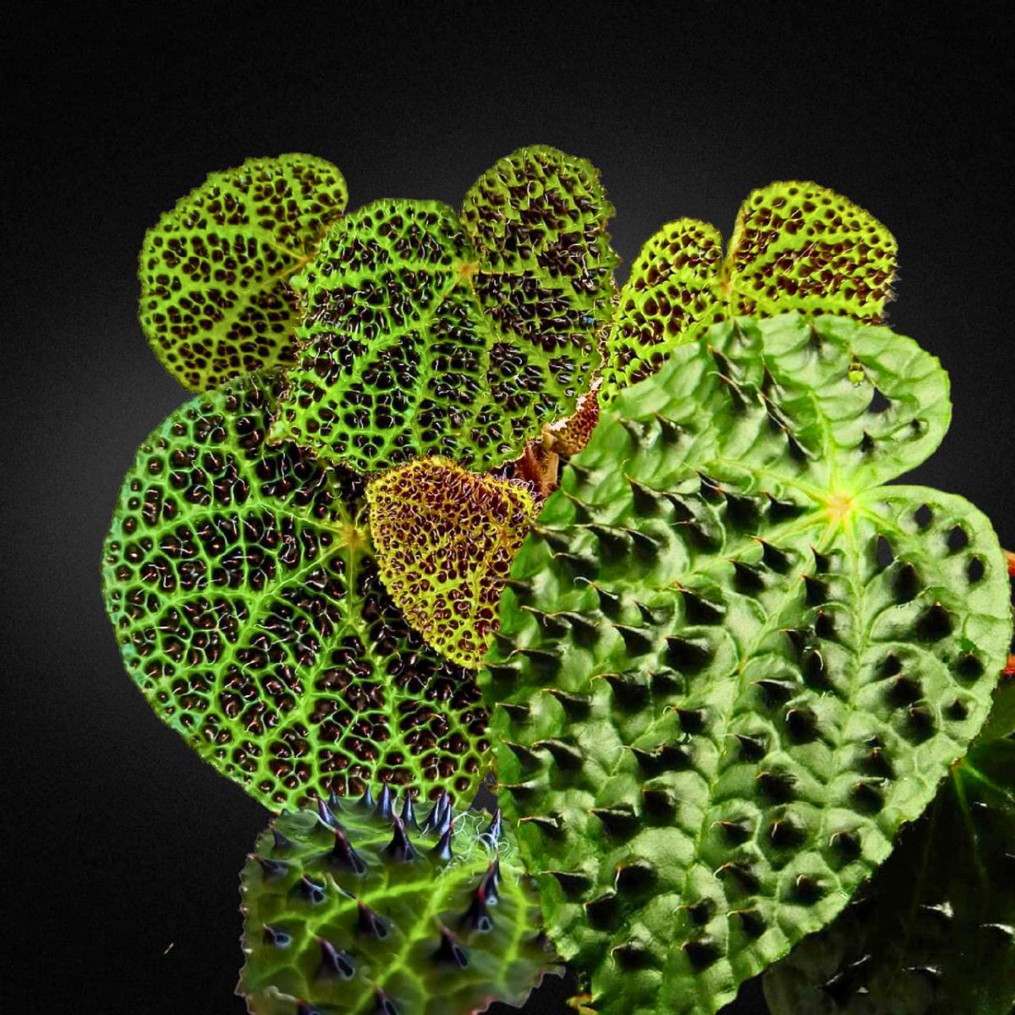 セール怪奇植物 ベゴニア　フェロックス　激レア　希少植物　③ ベゴニア フェロックス(Begonia ferox) | 希少植物の販売 アグラオネマ