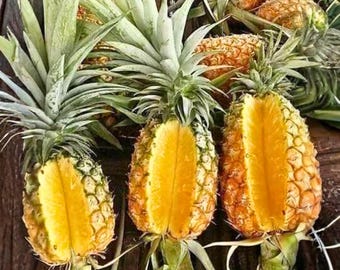 15 Queen Pineapple Seeds Sweet Golden Variety Tropical Fruit Garden for Outdoor & Indoor Growing