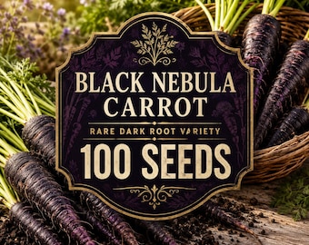 Semillas de zanahoria Black Nebula: Raíces de color púrpura oscuro, variedad antigua y poco común (100 semillas)