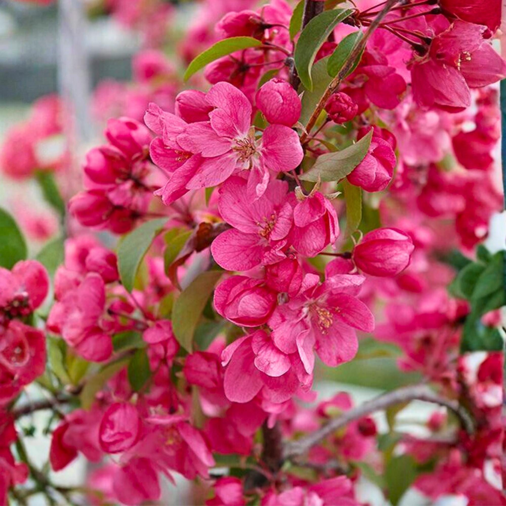 25 Prairie Fire Crabapple Seeds Ornamental Flowering Tree Pink Spring ...