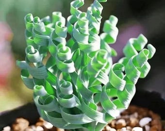 200 Spiral Grass Seeds | Rare Green Succulent-Like Plant | DIY Bonsai & Indoor Garden