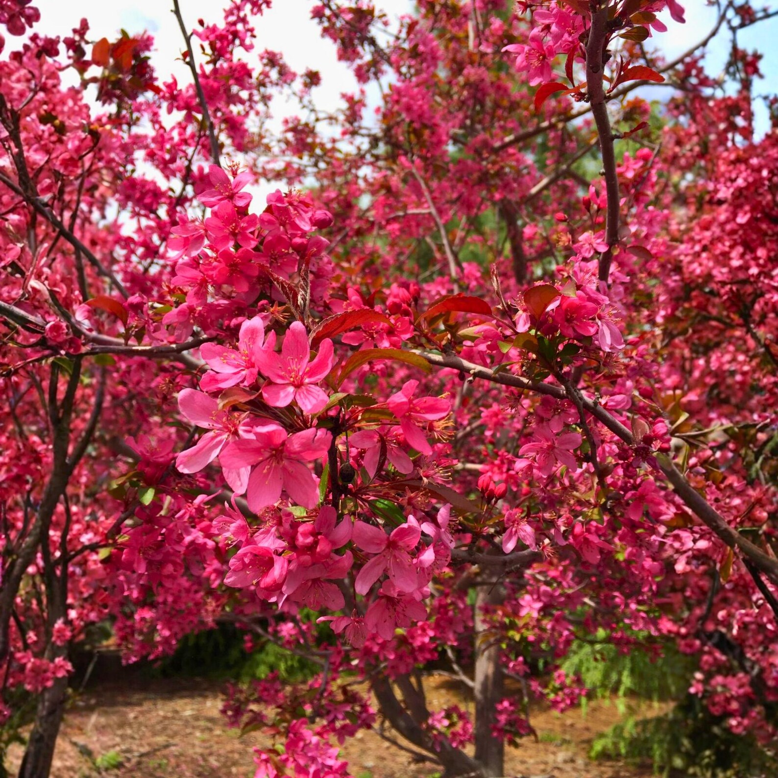 25 Prairie Fire Crabapple Seeds Ornamental Flowering Tree Pink Spring ...