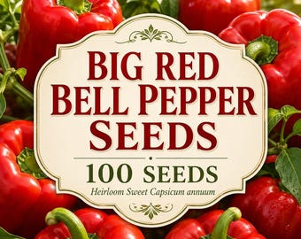 Semillas de pimiento morrón rojo grande de variedad antigua, 100 semillas de Capsicum annuum dulce (hortaliza de jardín)