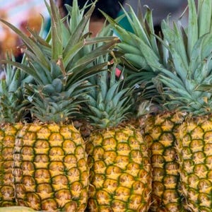 May include: A close-up shot of several ripe pineapples. The pineapples have a textured, yellow-gold exterior and are topped with spiky, green leaves. The image is well-lit, highlighting the details of the fruit.