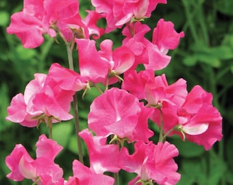 50 Sementes de Ervilha-de-cheiro Milly para Plantio no Jardim | Flor Trepadeira Anual com Flores Rosa Suave