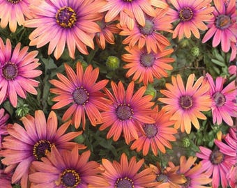 200 fioletowych i pomarańczowych nasion stokrotki pospolitej Osteospermum Vibrant Flower Seeds do ogrodu