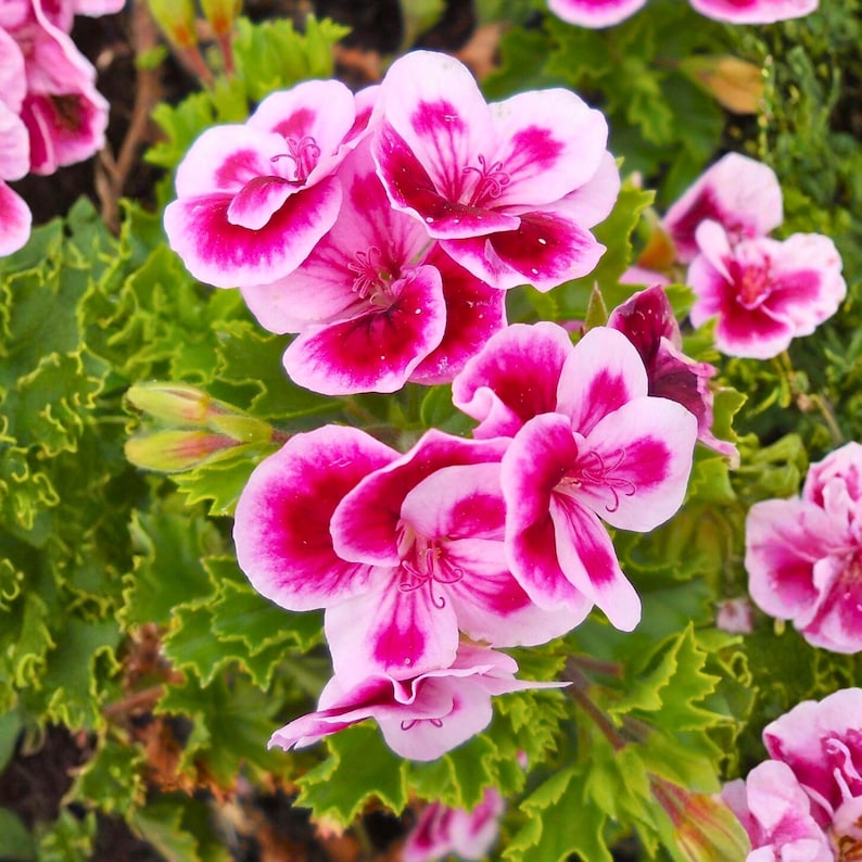25 Martha Washington Geranium Seeds Regal Pelargonium Vibrant Ruffled ...