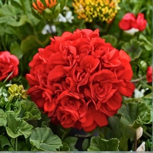 Puede incluir: Primer plano de una flor de geranio rojo brillante en plena floración. La flor está densamente llena de pétalos, lo que le da un aspecto texturizado. Hojas verdes rodean la flor, con otras flores en el fondo.
