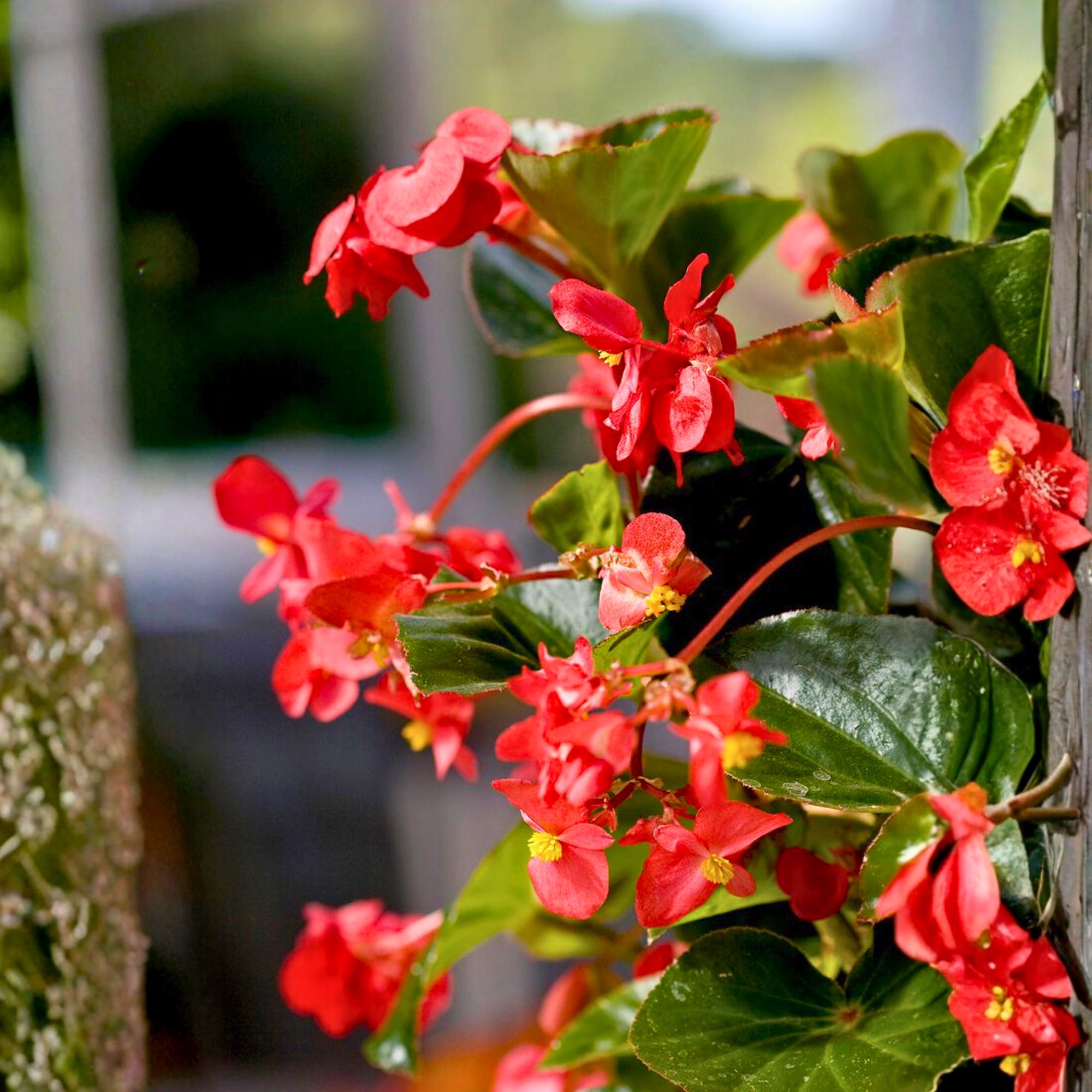 25 Dragon Wing Begonia Seeds Lush Arching Foliage & Blooms Shade