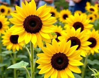 45個の多頭ヒマワリの種：珍しい庭の花、非遺伝子組み換え - Etsy 日本