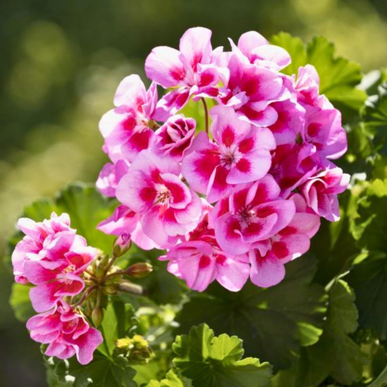 25 Martha Washington Geranium Seeds Regal Pelargonium Vibrant Ruffled ...