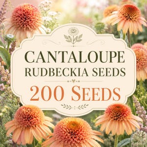 Cantaloupe Rudbeckia Seeds, 200 Seeds, Warm Peach Orange Coneflower Blooms, Cottage Garden Pollinator Flower