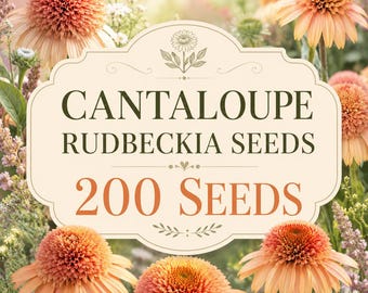 Semillas de Rudbeckia Cantaloupe, 200 semillas, flores de equinácea de color naranja melocotón cálido, flor polinizadora para jardín rústico