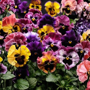 May include: A vibrant collection of pansy flowers in full bloom. The image showcases a variety of colors, including yellow, purple, pink, and orange, with dark centers. The petals display intricate patterns and textures, creating a visually rich floral display.