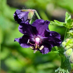 May include: Close-up of a vibrant purple flower with a dark center and delicate petals. The flower is in full bloom, showcasing its intricate details against a blurred green background. The image captures the beauty of nature.