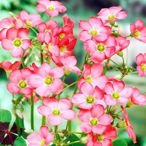 Oxalis Deppei Bulbs – 1-100 Lucky Shamrock Summer Flowers