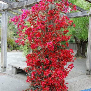 Well Rooted San Diego Red Bougainvillea | Live Starter Plug Plant | USA Seller