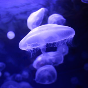 Moon Jellyfish - please see description for printing options