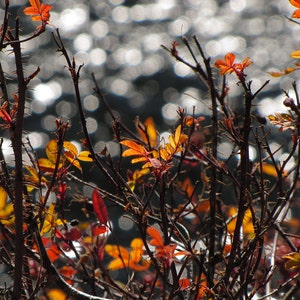 Cottonwood Lake in Autumn - please see description for printing options