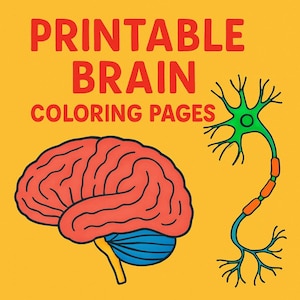 May include: A digital illustration on a yellow background features the text "PRINTABLE BRAIN COLORING PAGES" in red. The image includes a red brain, a blue cerebellum, and a green neuron with orange segments.