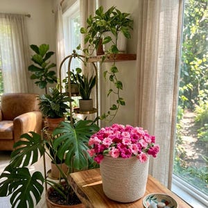 May include: A decorative arrangement featuring a woven beige pot filled with vibrant pink and light pink flowers. The pot sits on a wooden table near a window, with a small bowl of stones. A gold plant stand and various potted plants are in the background.