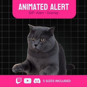 Funny Dancing Cat Twitch Alert Animated GIF, Meme Stream Overlay, Cute Dancing Kitty Emote for OBS, Kick, Discord & YouTube