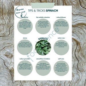 Könnte beinhalten: Gedruckte Infografik mit dem Titel "Tipps & Tricks SPINAT" mit Text und kreisförmigen Illustrationen. Die Grafik enthält Tipps zur Spinat-Lagerung, fettlöslichen Vitaminen und Kochmethoden. Das Bild hat einen Holzuntergrund.