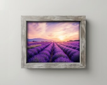 May include: A framed print featuring a vibrant lavender field at sunset. The image showcases rows of purple lavender plants stretching towards the horizon under a colorful sky. The frame is made of weathered gray wood, adding a rustic touch.