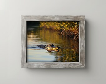 May include: A framed photograph of an alligator swimming in a calm body of water. The alligator is dark green and black, with a yellow underbelly. The water reflects the alligator and the surrounding foliage, which is a mix of green and yellow.