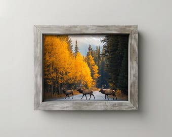May include: A framed print of a scenic landscape featuring three elk crossing a road. The artwork showcases a vibrant autumn scene with golden trees and a backdrop of evergreen forest and mountains. The frame is a weathered gray.