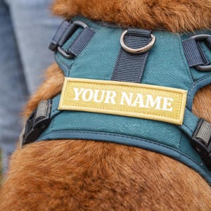 May include: A teal dog harness with adjustable straps and a yellow patch that reads "YOUR NAME" in white lettering. The harness has a metal D-ring for leash attachment and black plastic buckles. The dog's fur is a reddish-brown color.