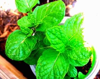 Planta de menta piperita – Hierba botánica fresca para té y bienestar natural / De temporada